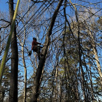 Arborist climbing a tree to trim branches on a residential property